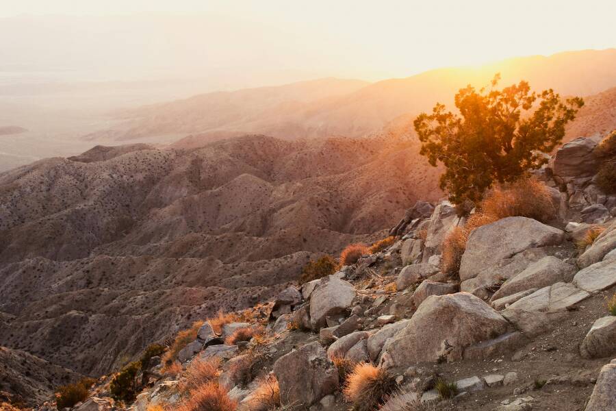 Le Joshua Tree National Park