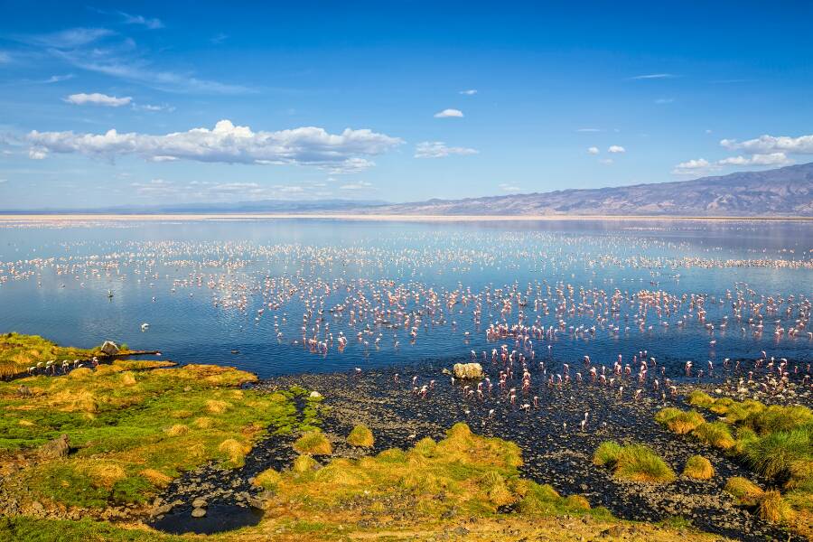 Une vaste étendue de flamants roses s'éparpille sur un grand lac calme, bordé d'un rivage verdoyant au premier plan et de montagnes au loin.