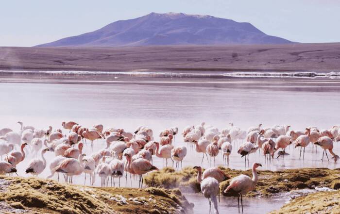 Une colonie de flamants roses s'attroupe et marche le long du rivage d'un lac, avec une montagne proéminente en arrière-plan sous un ciel clair.