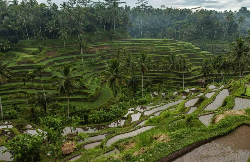 Les rizières en terrasse de Tegalalang