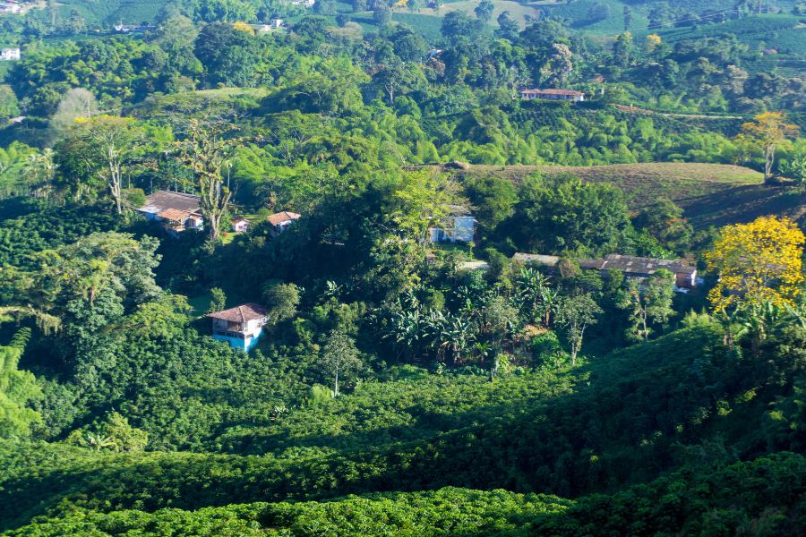 Plantations à Manizales, colombia