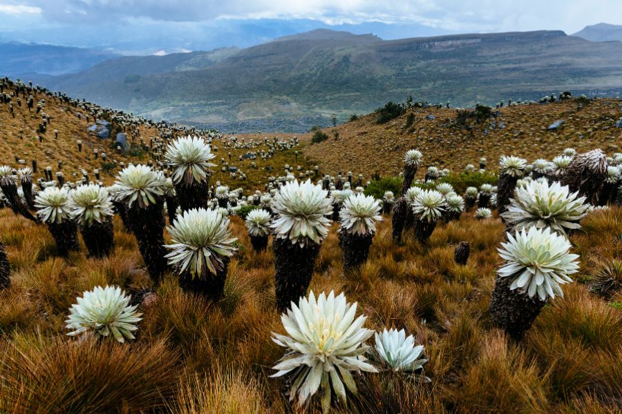 Paramo de Oceta, dans la région de Boyacá, Colombie