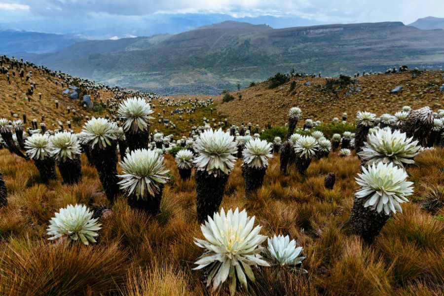 De nombreuses plantes frailejones à fleurs blanches recouvrent une colline aride s'étendant vers un vaste paysage montagneux sous un ciel couvert.