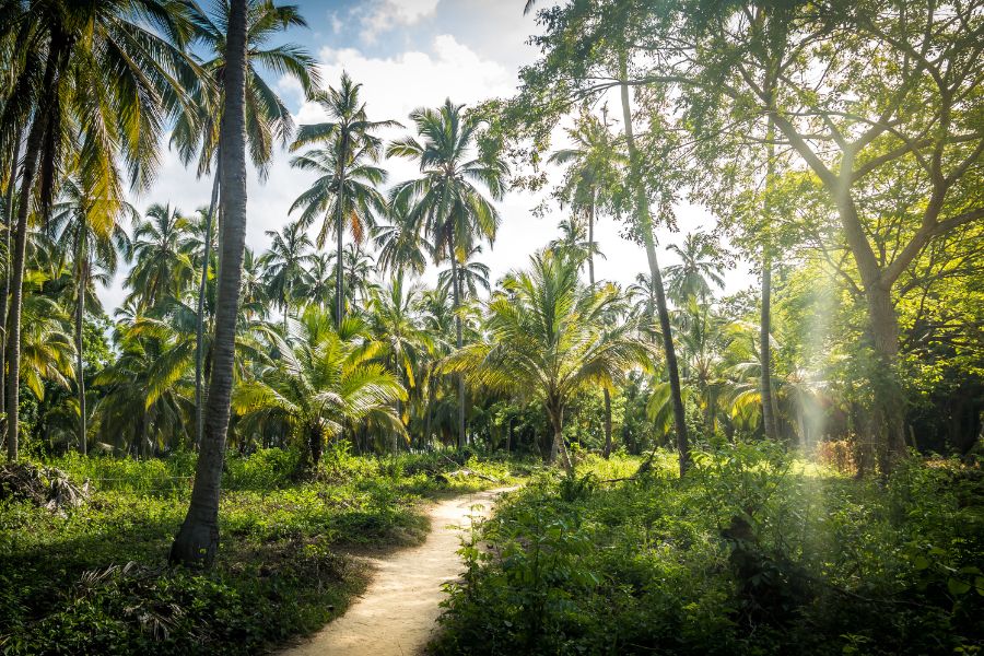 Un sentier en terre serpente à travers une palmeraie tropicale baignée par des rayons de soleil traversant le feuillage sous un ciel dégagé.