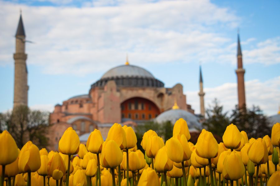 Tulipes devant la mosquée Sainte-Sophie