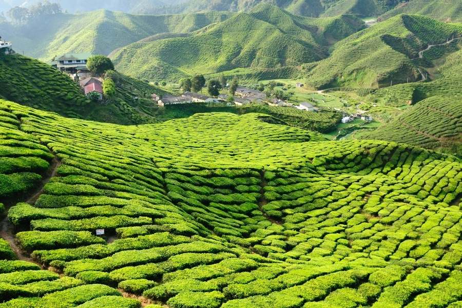 De vastes plantations de thé dessinent des motifs ondulés vert vif sur des collines vallonnées, abritant quelques habitations et bâtiments au cœur de la vallée.