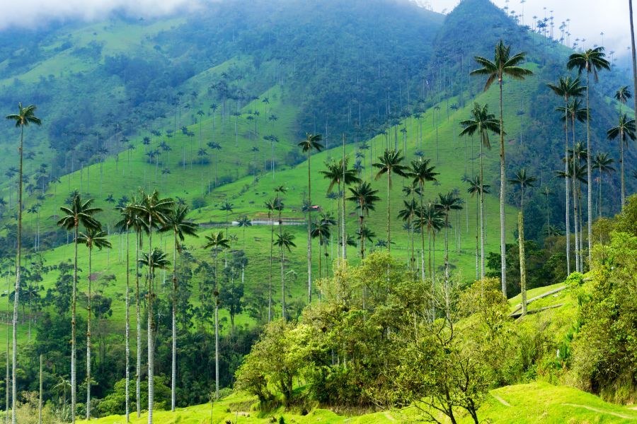 Vallée de Cocora et ses palmiers géants