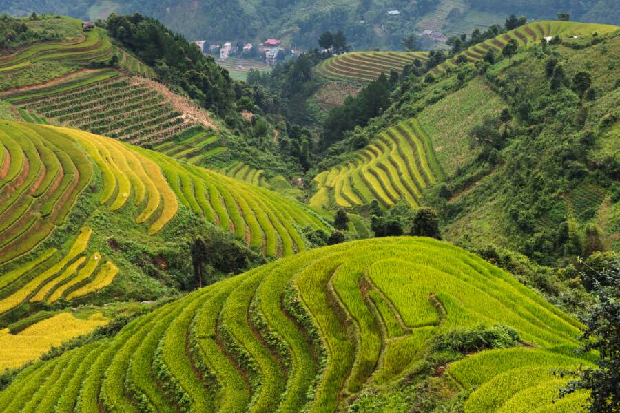 Les rizières de Sapa