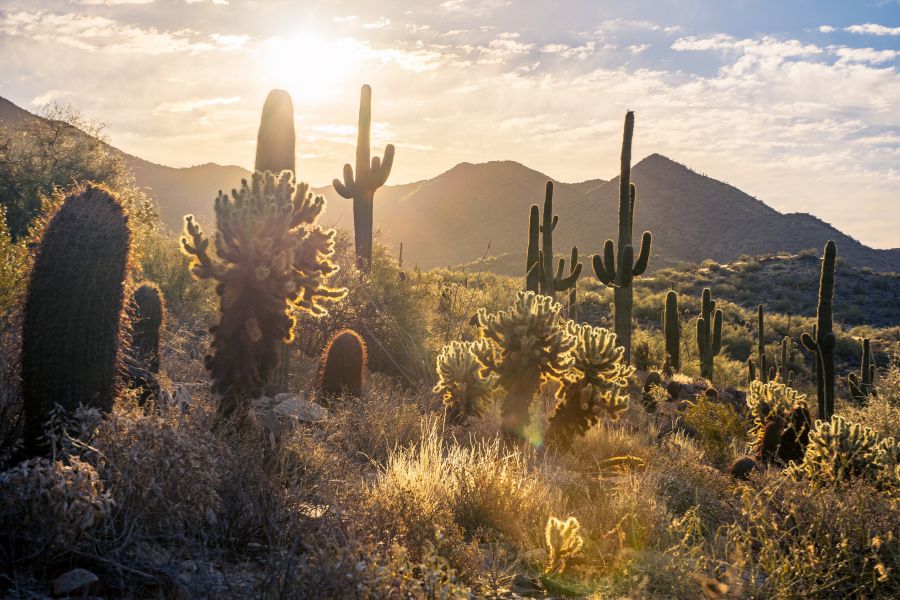 De nombreux cactus géants saguaros se dressent dans un paysage désertique aride bordé de collines rocheuses sous un ciel bleu.
