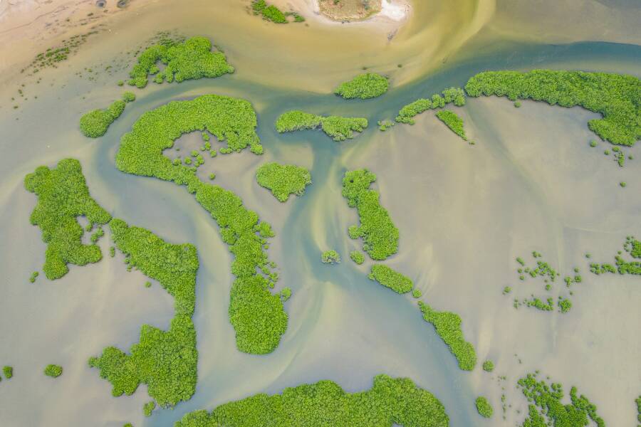 Forêt de mangroves dans le parc national du delta du Saloum
