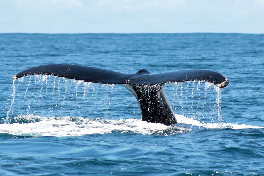 Baleine aperçue à Nicoya costa rica
