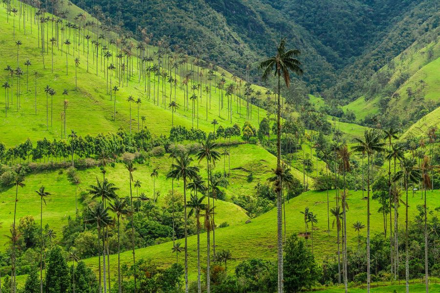 Vallée du Cocora, Colombie