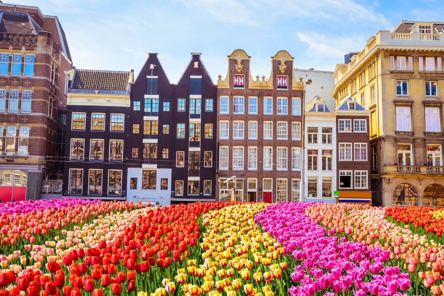 Magnifiques tulipes à Amsterdam
