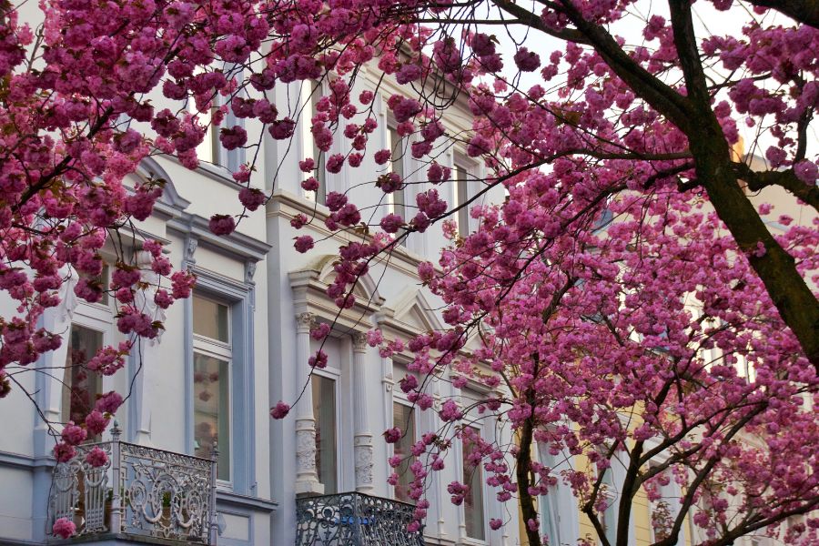 Cerisiers en fleurs à Bonn, Allemagne