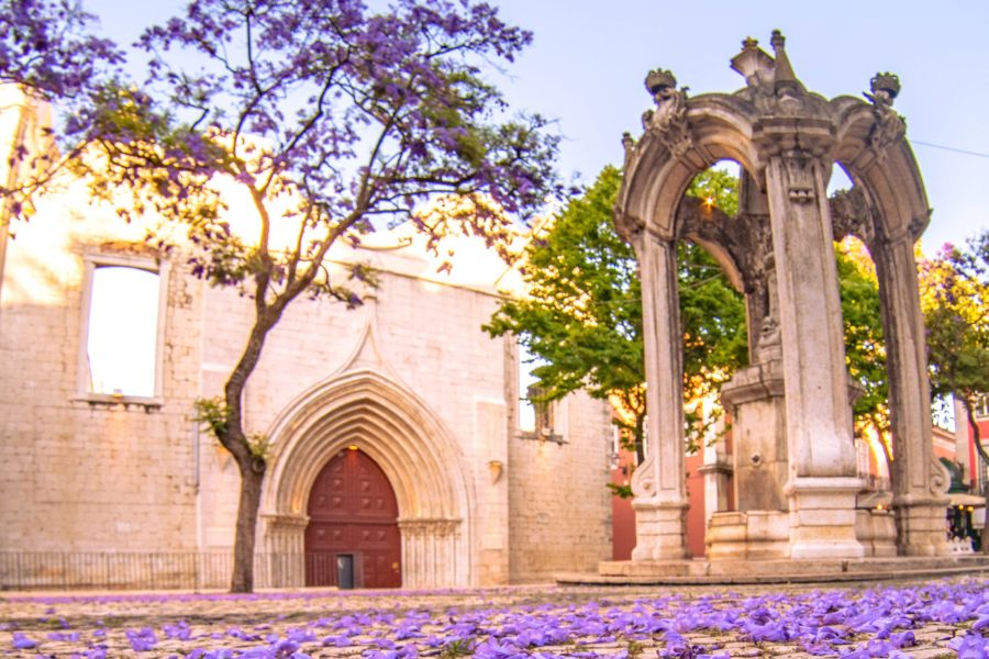 Jacarandas en fleurs sur la place Largo do Cormo, Lisbonne