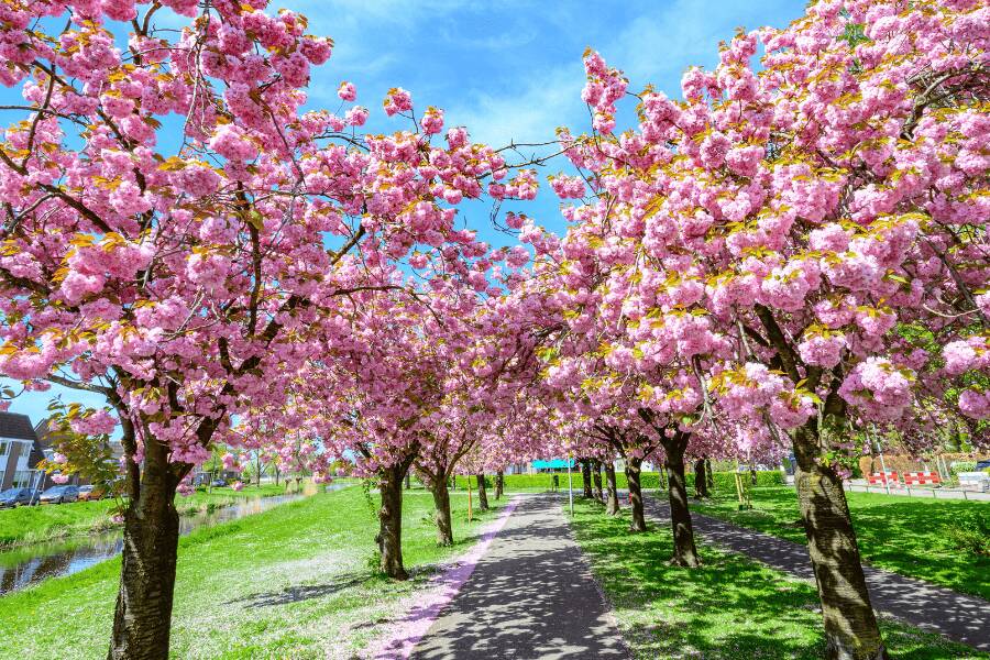 Cerisiers en fleurs, Copenhague