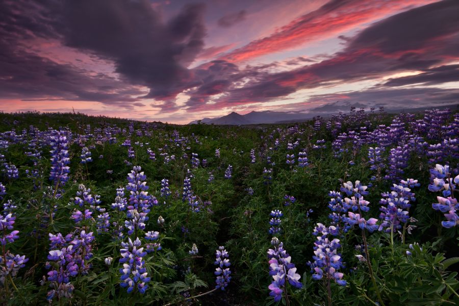 Champ de Lupins en Islande