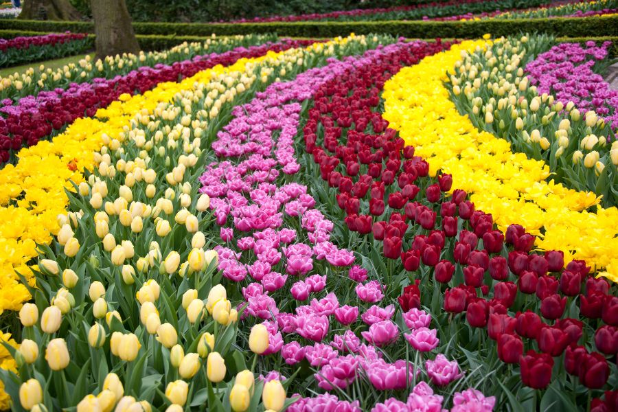 Champ de tulipes au Parc Keukenhof, Pays-Bas