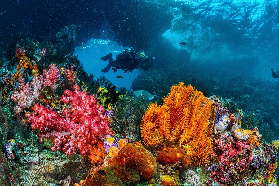 La grande barrière de corail australienne