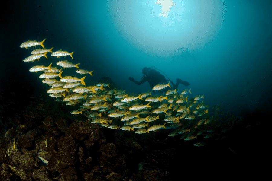 Banc de poissons à Cocos Island