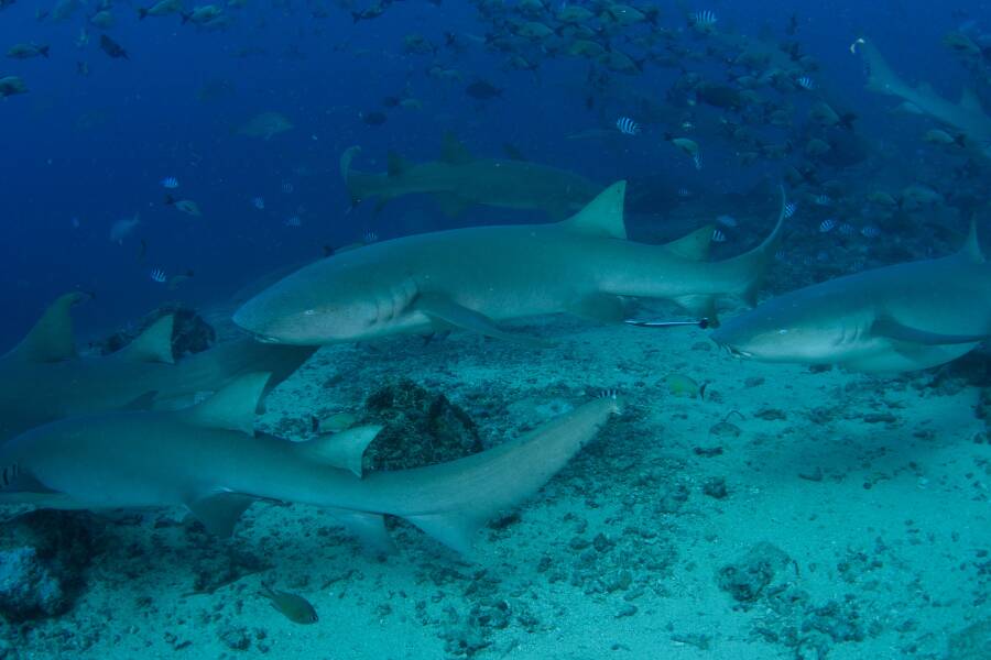 Requins-nourrices fauves, lagon de Beqa, Fidji