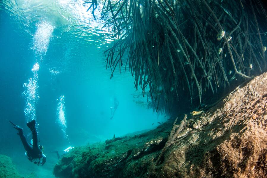 Lors de l'exploration d'un cénote à Tulum, des plongeurs nagent sous l'eau à côté des racines pendantes d'une mangrove dans une eau baignée de lumière naturelle.