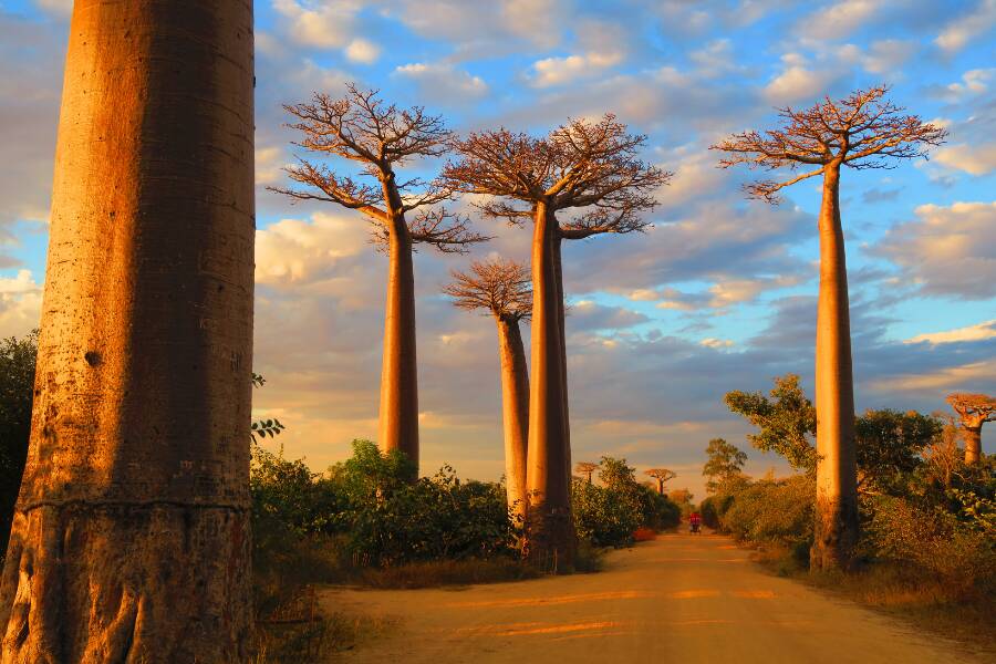 De majestueux baobabs bordent une piste de terre éclairée par la lumière dorée du coucher de soleil sous un ciel nuageux, dévoilant les incroyables baobabs de Madagascar.