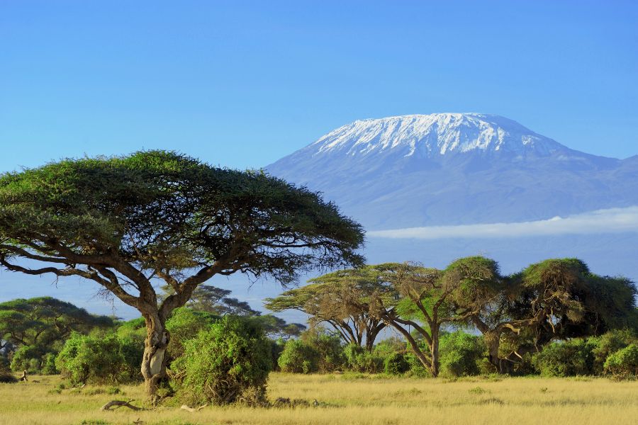 Des acacias s'étendent à travers une savane herbeuse dominée en arrière-plan par le mont Kilimandjaro au sommet enneigé sous un ciel bleu clair.