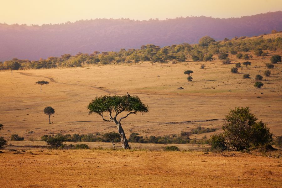 Un arbre solitaire se dresse au centre d'une grande plaine aride parsemée de collines sous une lumière dorée.