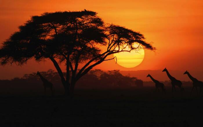 Des girafes se déplacent en silhouette dans la savane à côté d'un acacia sous un soleil couchant éclatant.