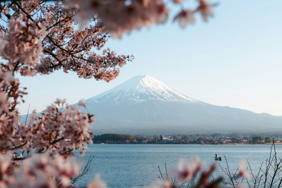 Le sommet enneigé du mont Fuji se dresse majestueusement au-dessus d'un lac, encadré au premier plan par des branches de cerisiers japonais en fleurs.